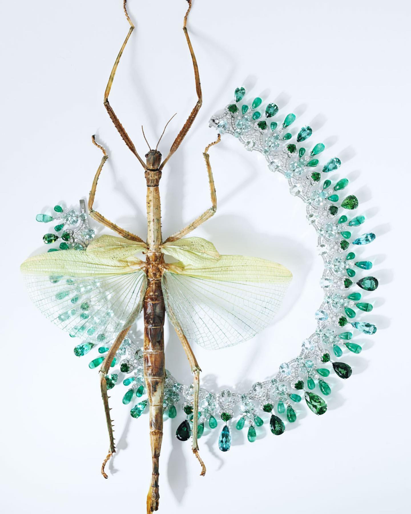 Macro studio shot of a stick insect or walking stick resting near a semi-circle of clear & green teardrop decorative jewelry.