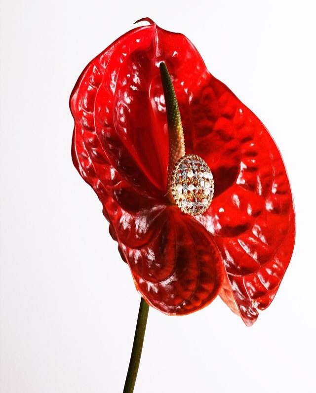 Vivid red Anthurium flower with a sparkling embellishment set against a stark white background, showcasing its glossy texture.