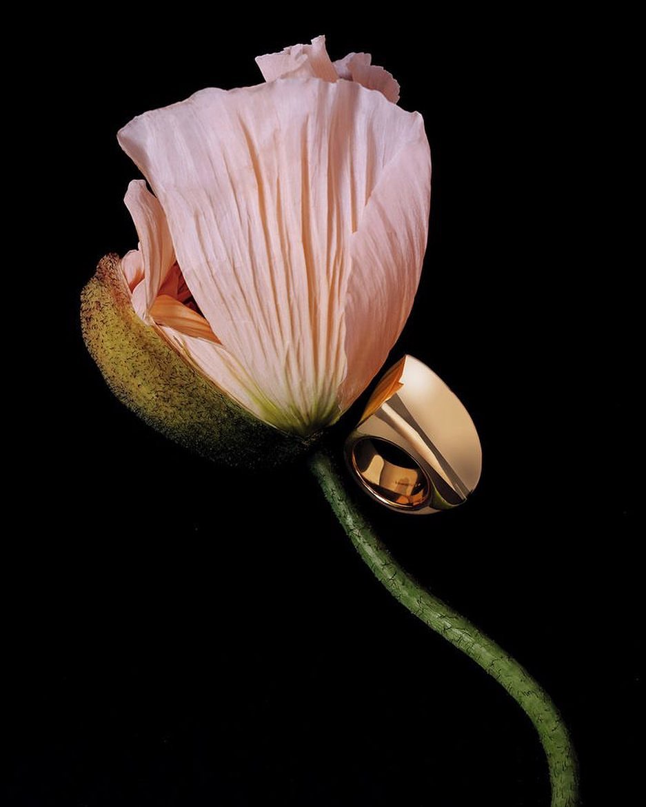 Close-up of a pink poppy blossom with a gold ring resting on its stem against a black background, showcasing jewelry.
