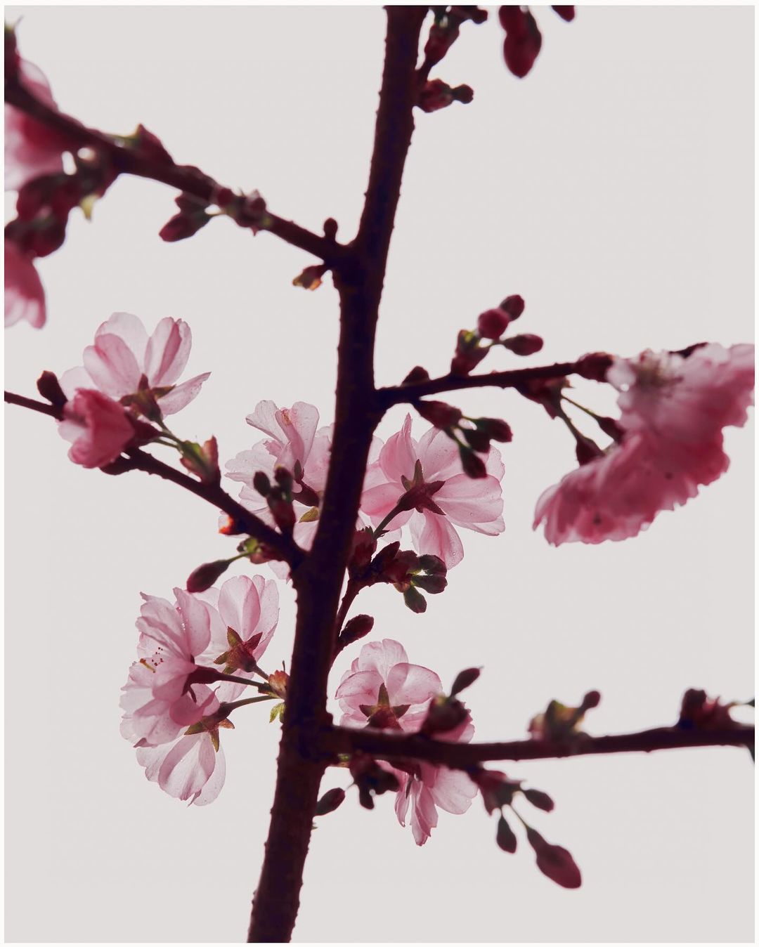 Close-up photograph of pink cherry blossoms on a branch against a bright white background, creating a soft and elegant floral display.
