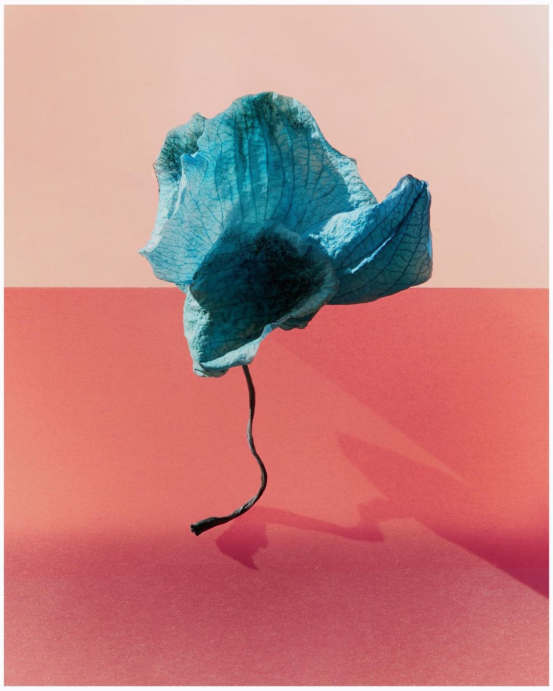 Studio shot of blue flower against a split coral and peach background with soft shadows, ideal for beauty or botanical concepts.