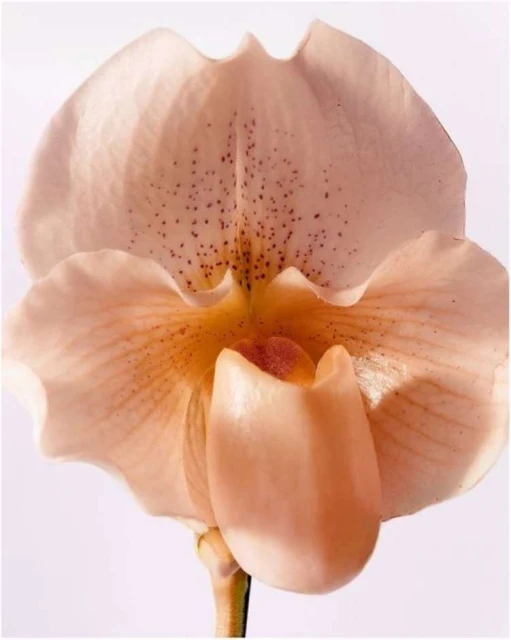 Close-up of a peach-colored orchid flower with a white background, showcasing its intricate details, textures, and elegant petals.