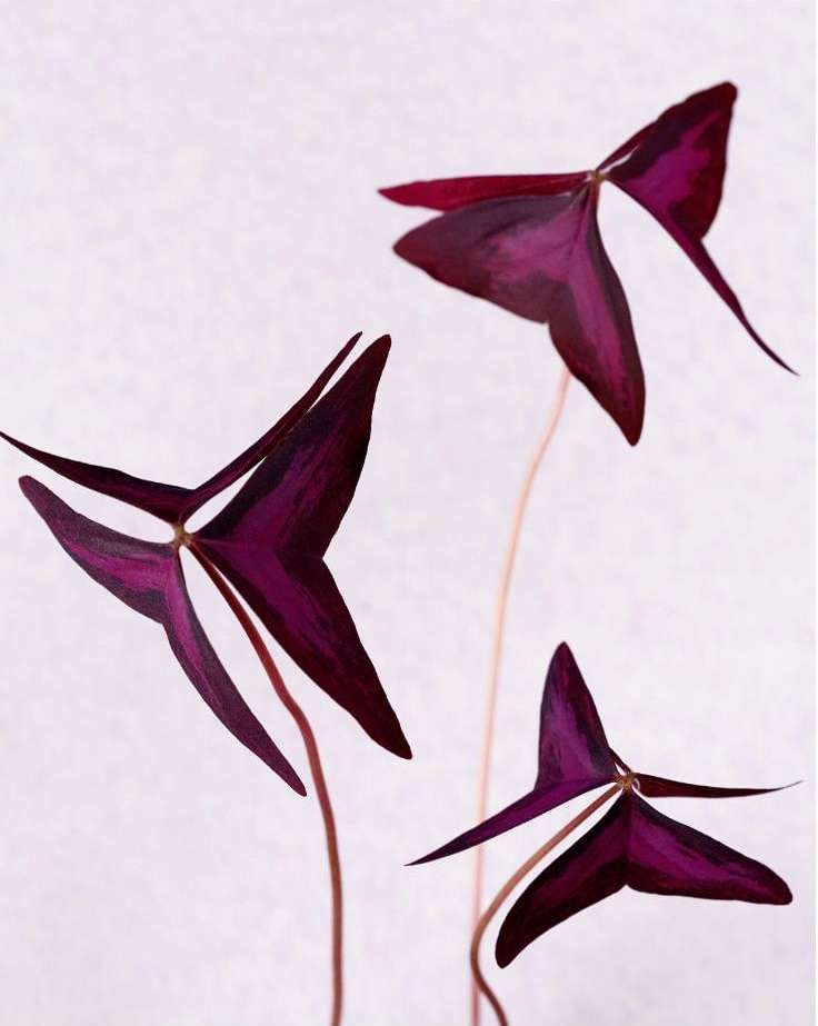 Close-up still life of three purple shamrock plants, Oxalis triangularis, with triangular leaves and slender stems against a white backdrop.
