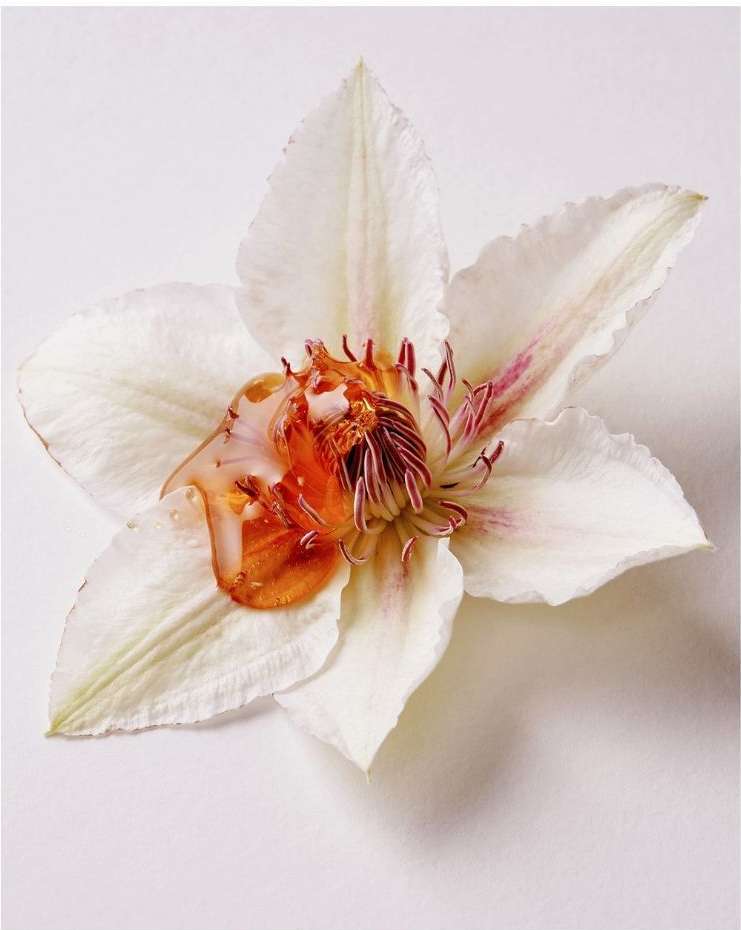 Close-up of a white flower with orange nectar, emphasizing floral details, contrasting colors, and the delicate beauty of nature.