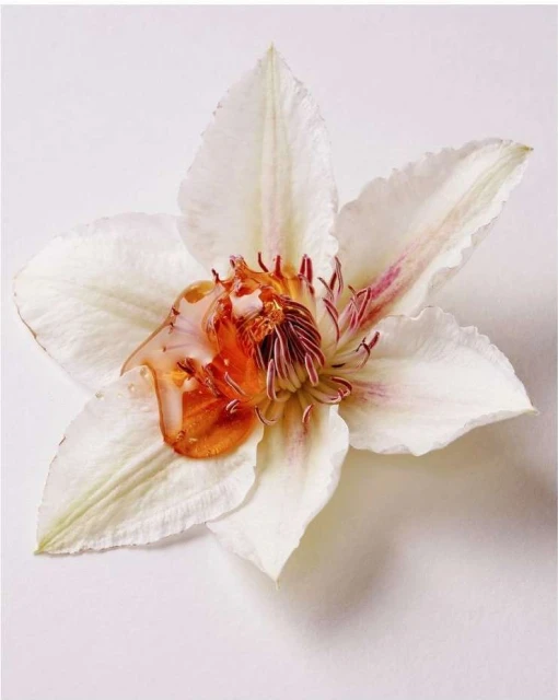 Close-up of a white flower with orange nectar, emphasizing floral details, contrasting colors, and the delicate beauty of nature.