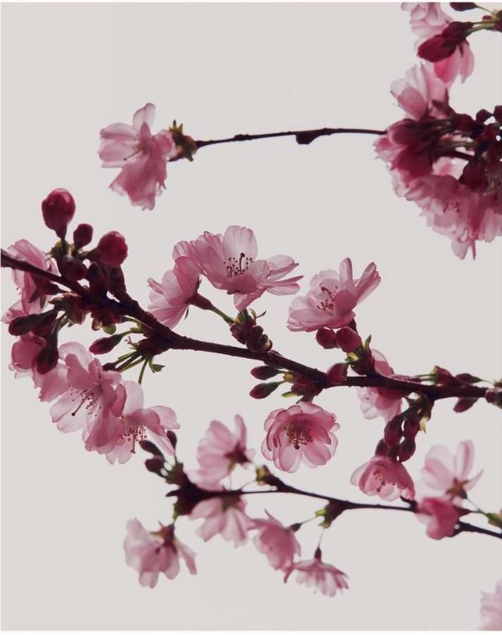 Close-up of a blooming cherry blossom branch with delicate pink flowers against a soft, diffused light background in a vertical format.