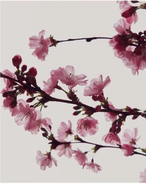 Close-up of a blooming cherry blossom branch with delicate pink flowers against a soft, diffused light background in a vertical format.