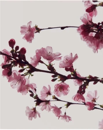 Close-up of a blooming cherry blossom branch with delicate pink flowers against a soft, diffused light background in a vertical format.