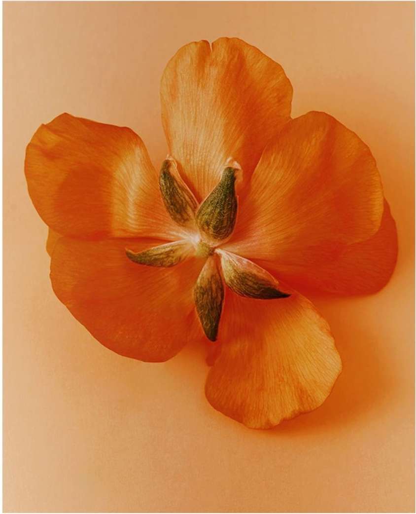 Close-up shot of an orange flower with green center on a matching monochromatic orange background. Macro photography of a flower blossom.