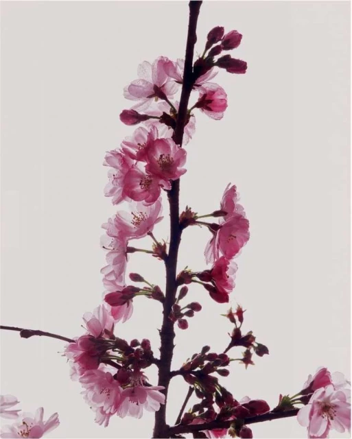 Close-up of a flowering cherry tree branch with pink blossoms and dark brown twigs against a light gray sky in soft, natural light.