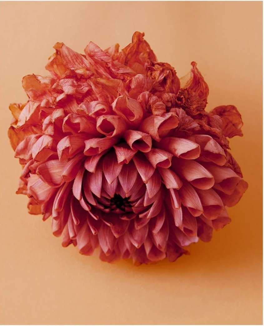 Close-up still life photograph of a dahlia with vibrant coral and pink petals against a peach-colored background, showcasing its texture and form.