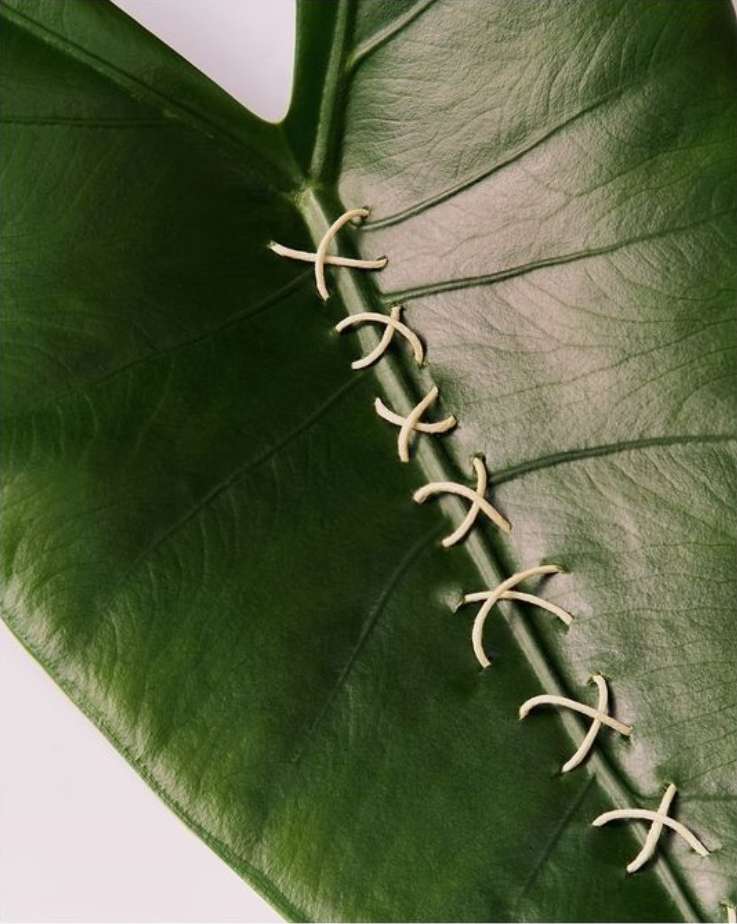 Close-up of a large, green leaf with white stitches running diagonally across its surface, creating a unique botanical texture.