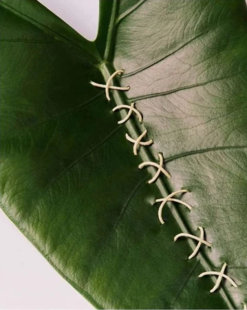 Close-up of a large, green leaf with white stitches running diagonally across its surface, creating a unique botanical texture.