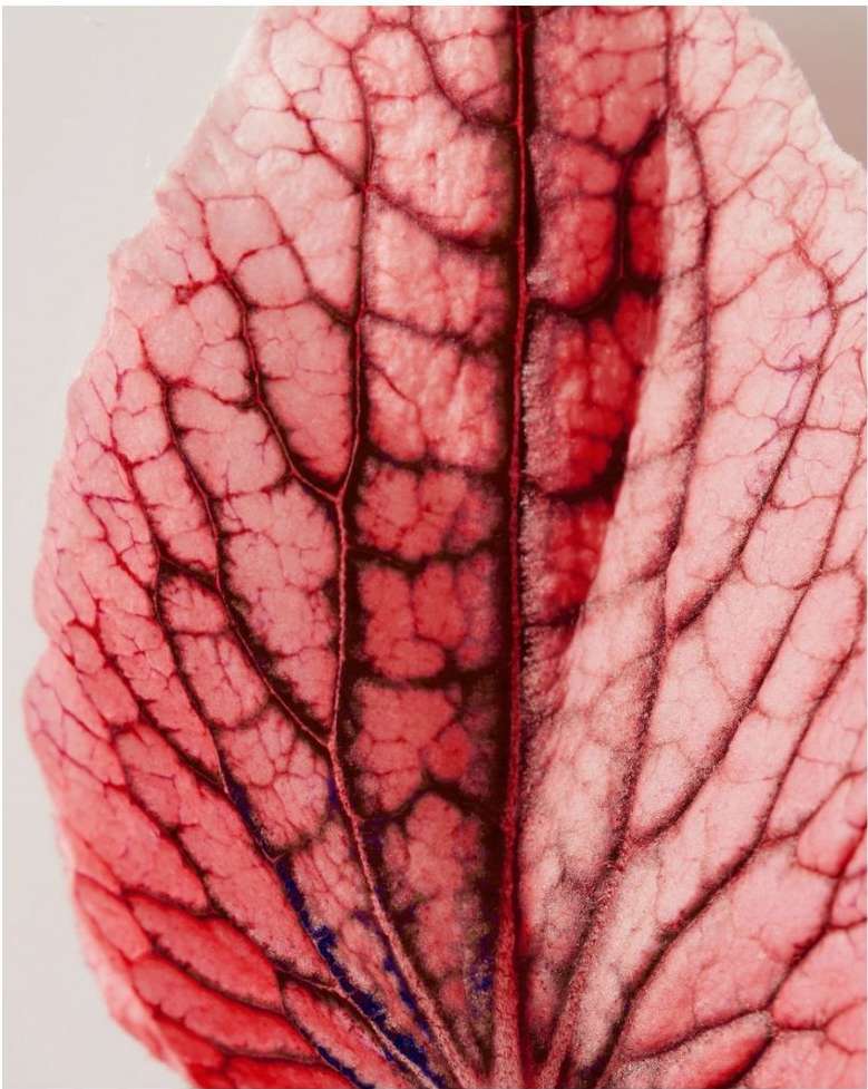 Close-up photo of an orchid petal, showcasing its pink and burgundy color and intricate vein patterns against a light background.