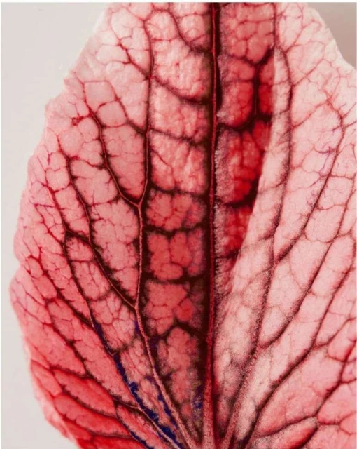 Close-up photo of an orchid petal, showcasing its pink and burgundy color and intricate vein patterns against a light background.