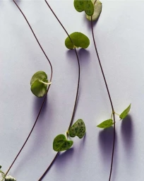 Delicate trailing vines with heart-shaped green leaves on thin stems against a plain pale background