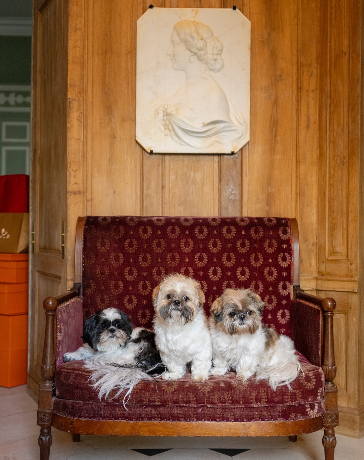 Three Shih Tzu dogs pose on a vintage red couch in an ornate paneled room with decorative moulding and a portrait relief.