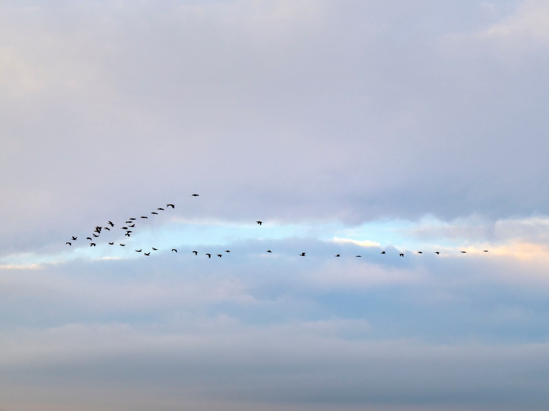 Flock of birds in flight against cloudy sky. Dark silhouettes of flying birds in a V formation during migration season.
