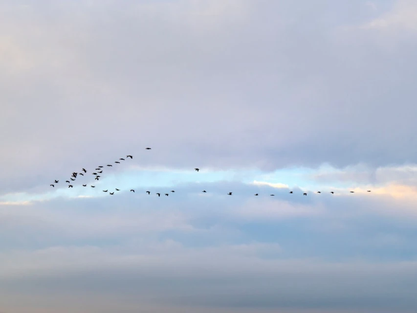 Flock of birds in flight against cloudy sky. Dark silhouettes of flying birds in a V formation during migration season.