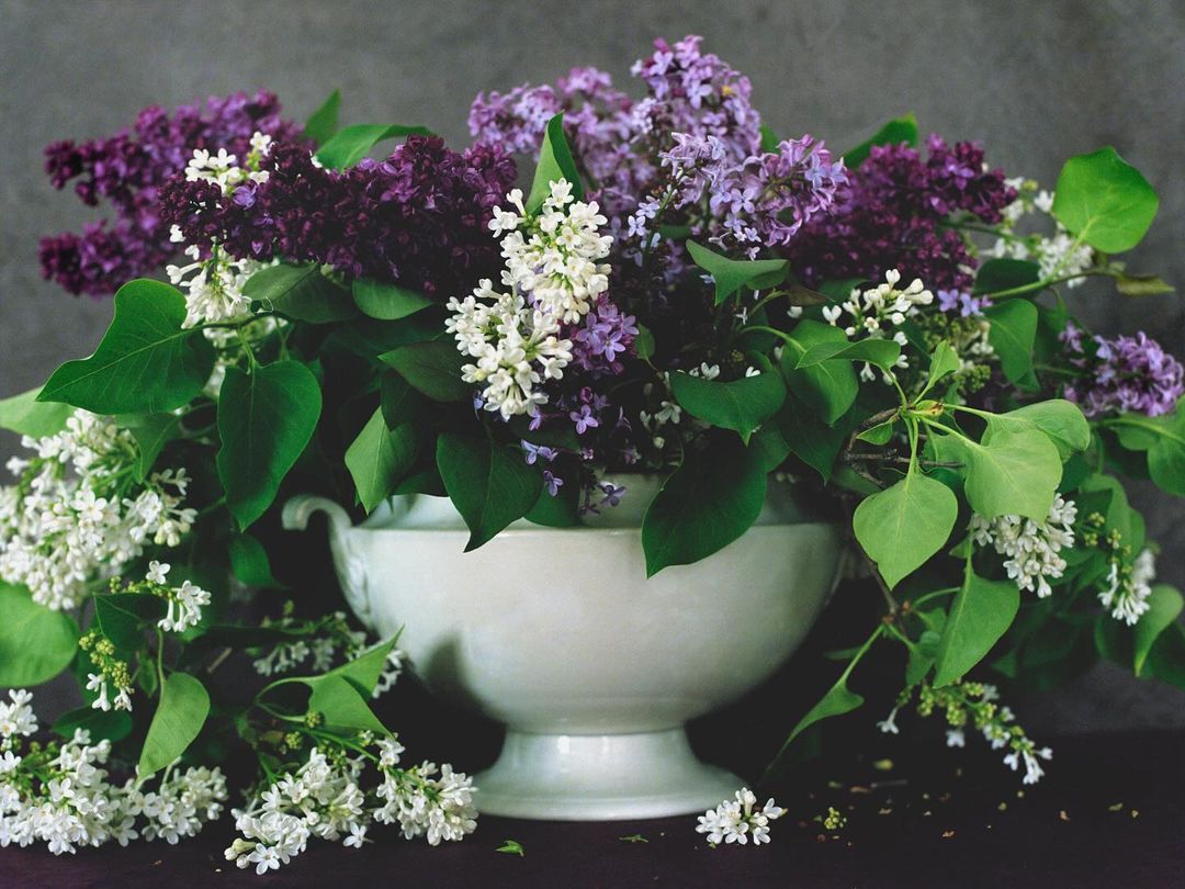 Lilac blossoms in a white bowl feature purple and white flowers with green leaves against a blurred dark grey background.