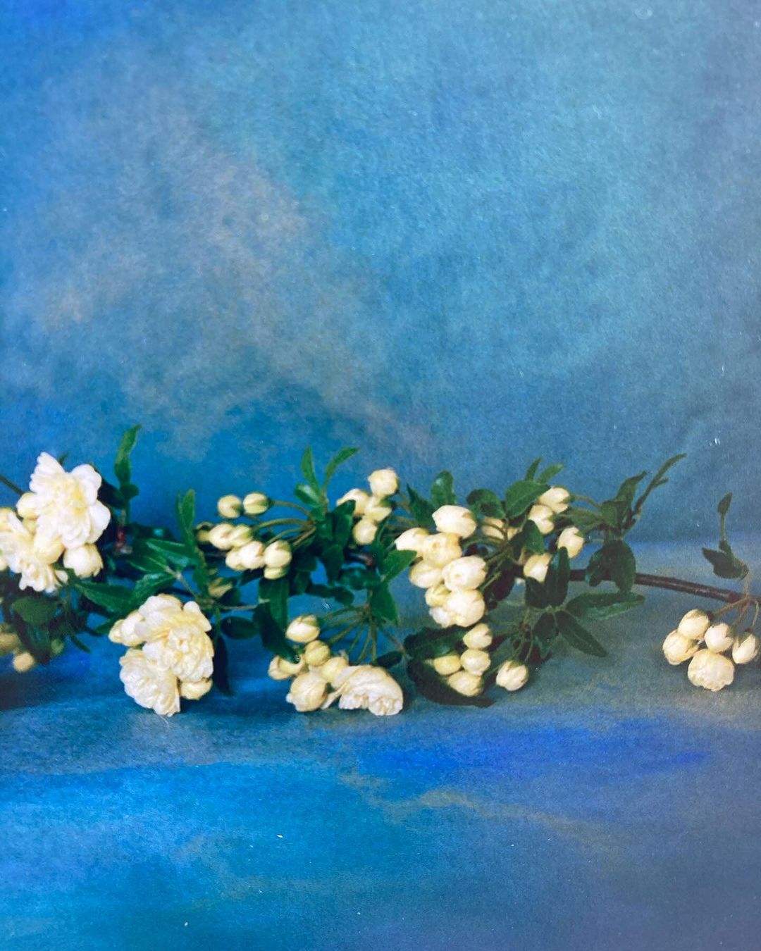 Close-up photo of white Banksia rose flowers and green leaves against a blue textured background in a horizontal, eye-level composition.