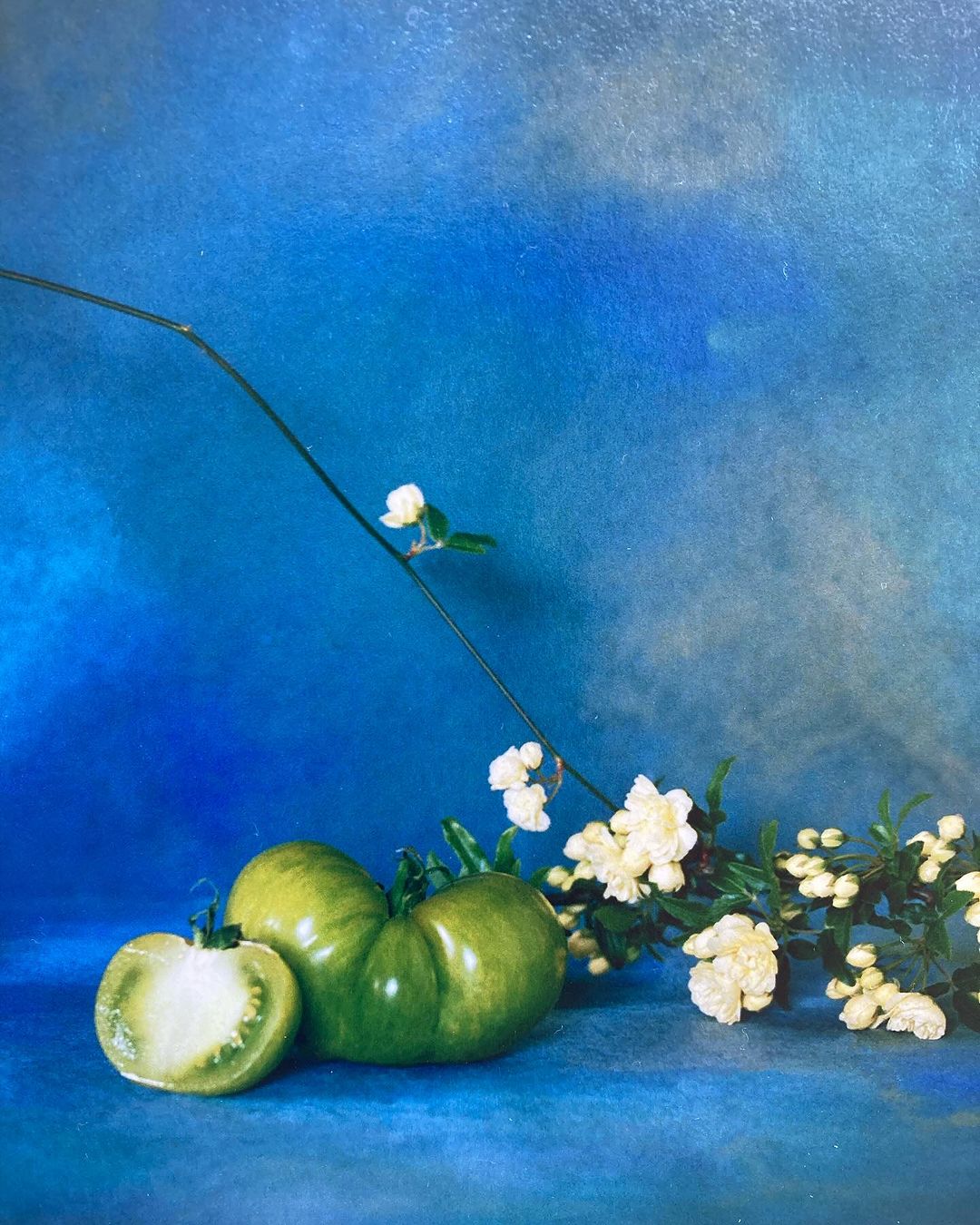 Still life photograph of green tomatoes with white flowers against a mottled blue background, highlighting natural textures and contrasting colors.