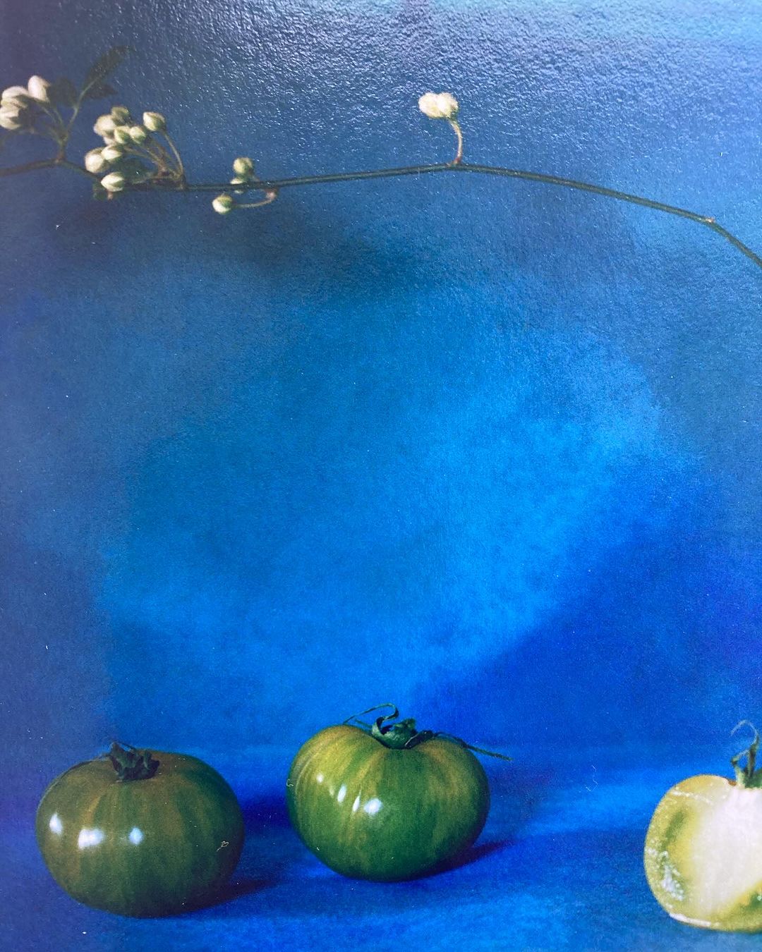 Still life of three green tomatoes, one halved, arranged on a blue surface with a sprig of small white flowers in the background.