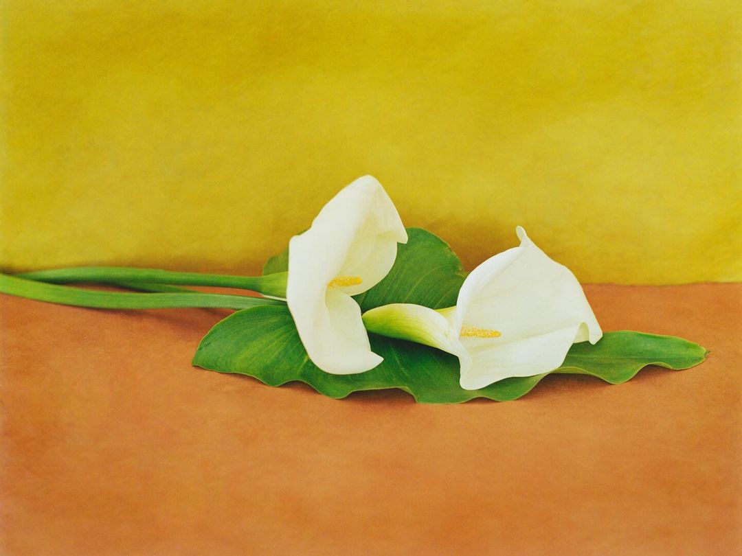 Still life painting of two white calla lilies with green leaves against a yellow and orange background, providing a serene aesthetic.