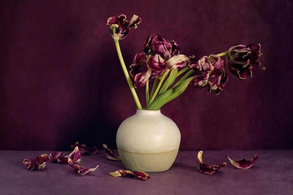 Still life photograph of purple and white tulips in a beige vase on a purple surface against a textured purple background.