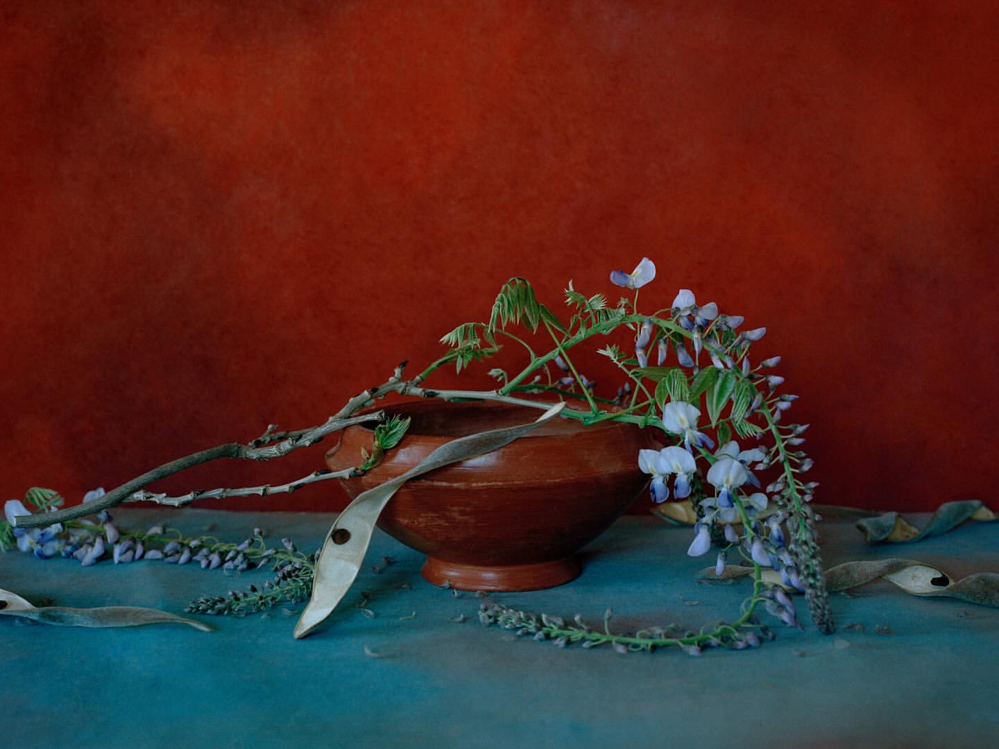 Still life photography of a brown earthenware bowl filled with wisteria flowers on a teal surface against a red background.