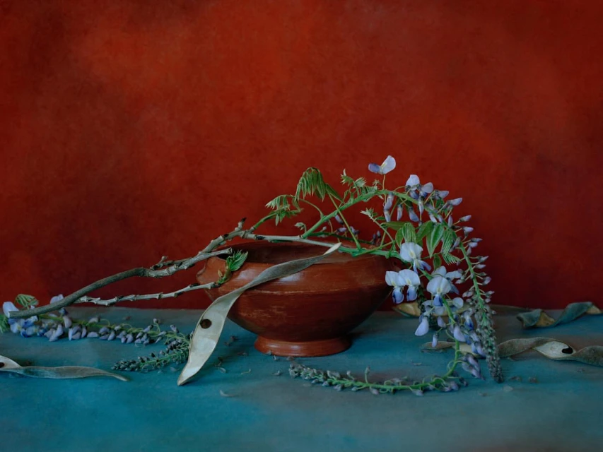 Still life photography of a brown earthenware bowl filled with wisteria flowers on a teal surface against a red background.