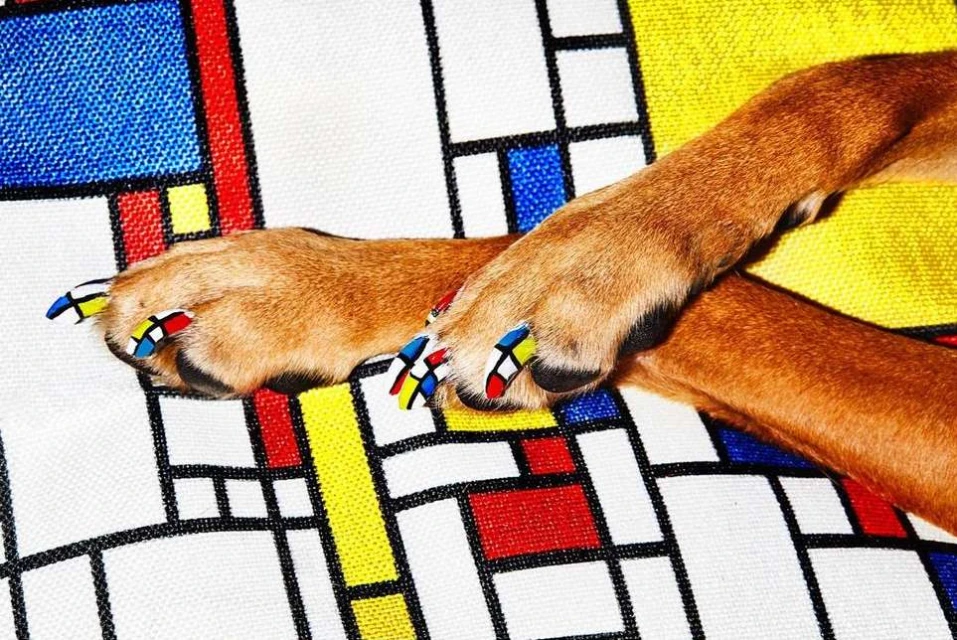 Close-up of dog paws with painted nails on a blanket featuring a Mondrian-inspired geometric pattern in red, blue, yellow, and white.