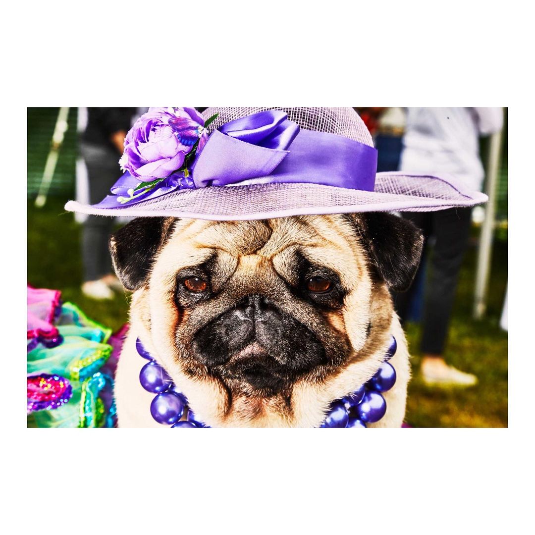 Close-up of a pug wearing a lavender hat with a flower accent and a pearl necklace, outside with people in the background.