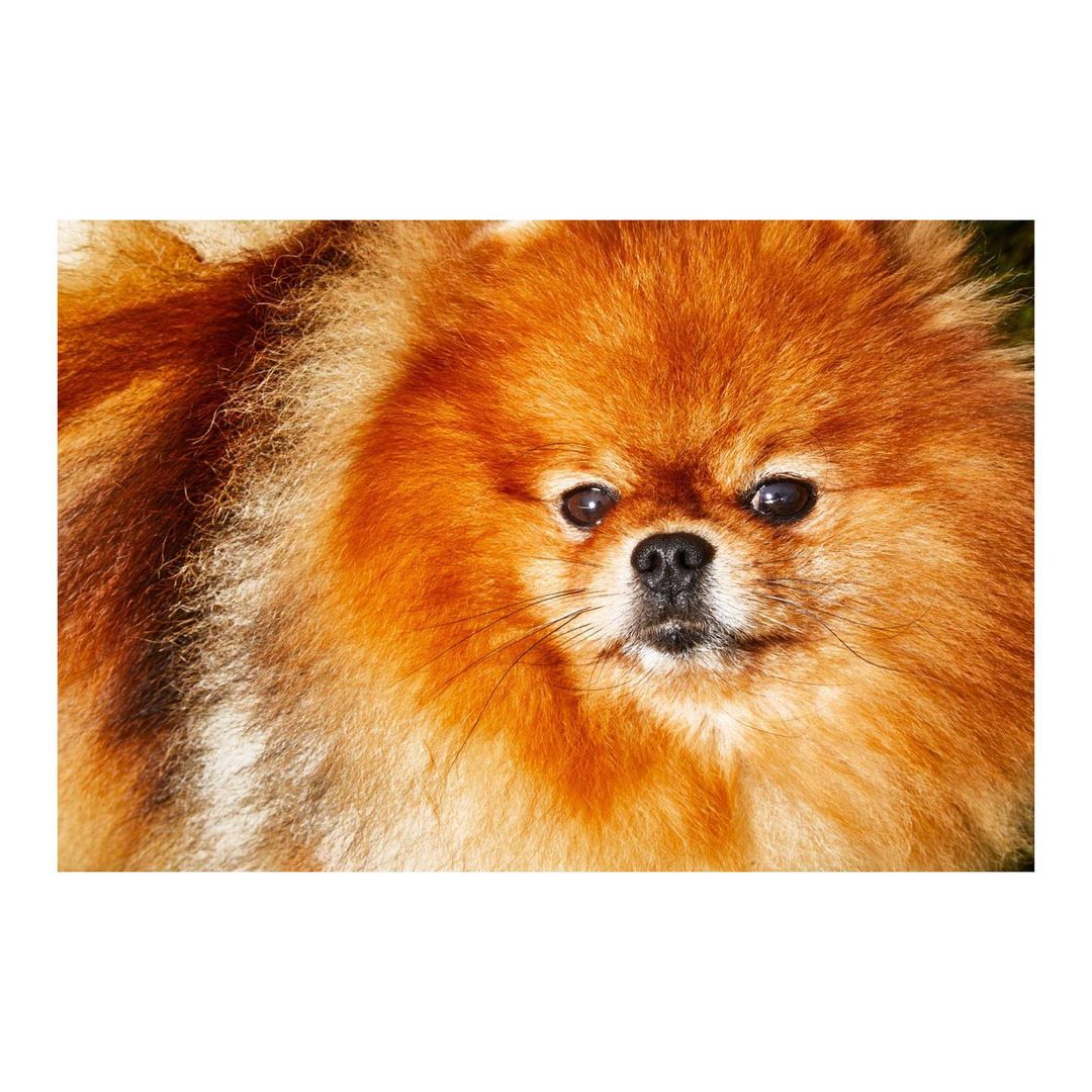 Close-up shot of a fluffy, ginger Pomeranian dog with a serious expression, looking directly at the camera against a blurred background.