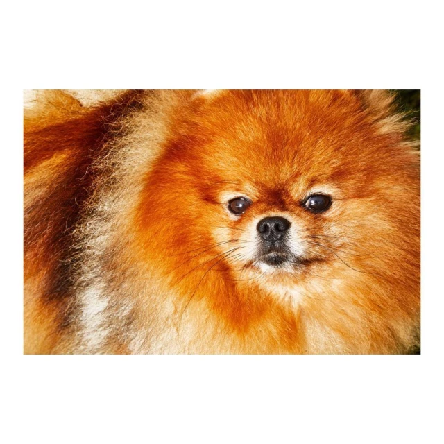 Close-up shot of a fluffy, ginger Pomeranian dog with a serious expression, looking directly at the camera against a blurred background.