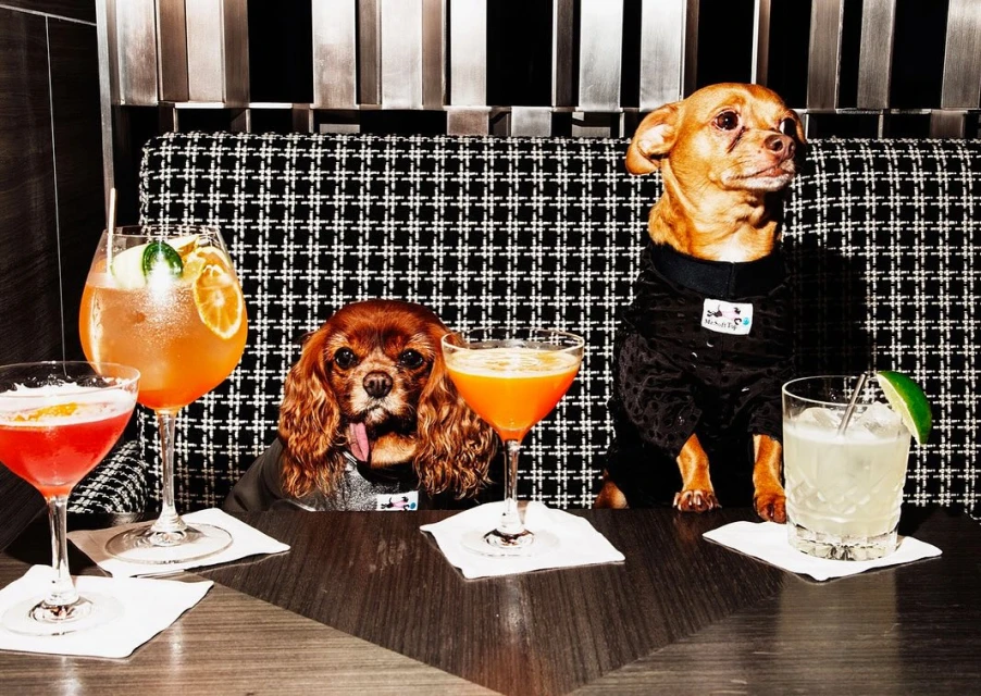 Two dogs wearing shirts sit at a wooden table with cocktail glasses filled with colorful drinks, in a restaurant with patterned seating.