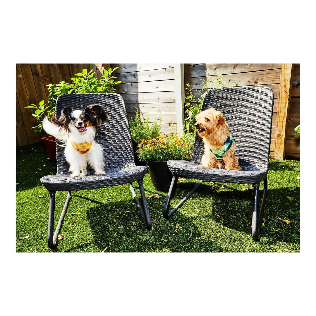 Two dogs, a Papillon and a mixed-breed dog, sit on wicker chairs in a backyard with a wooden fence, green artificial turf, and potted plants.