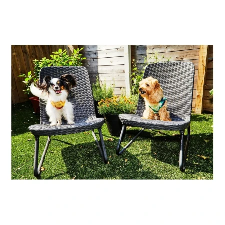 Two dogs, a Papillon and a mixed-breed dog, sit on wicker chairs in a backyard with a wooden fence, green artificial turf, and potted plants.