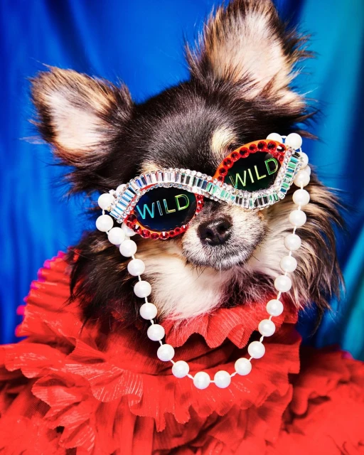 Glamorous Chihuahua dog portrait. The dog wears sunglasses with 'WILD' text, a red ruffled collar, and a pearl necklace against a blue backdrop.