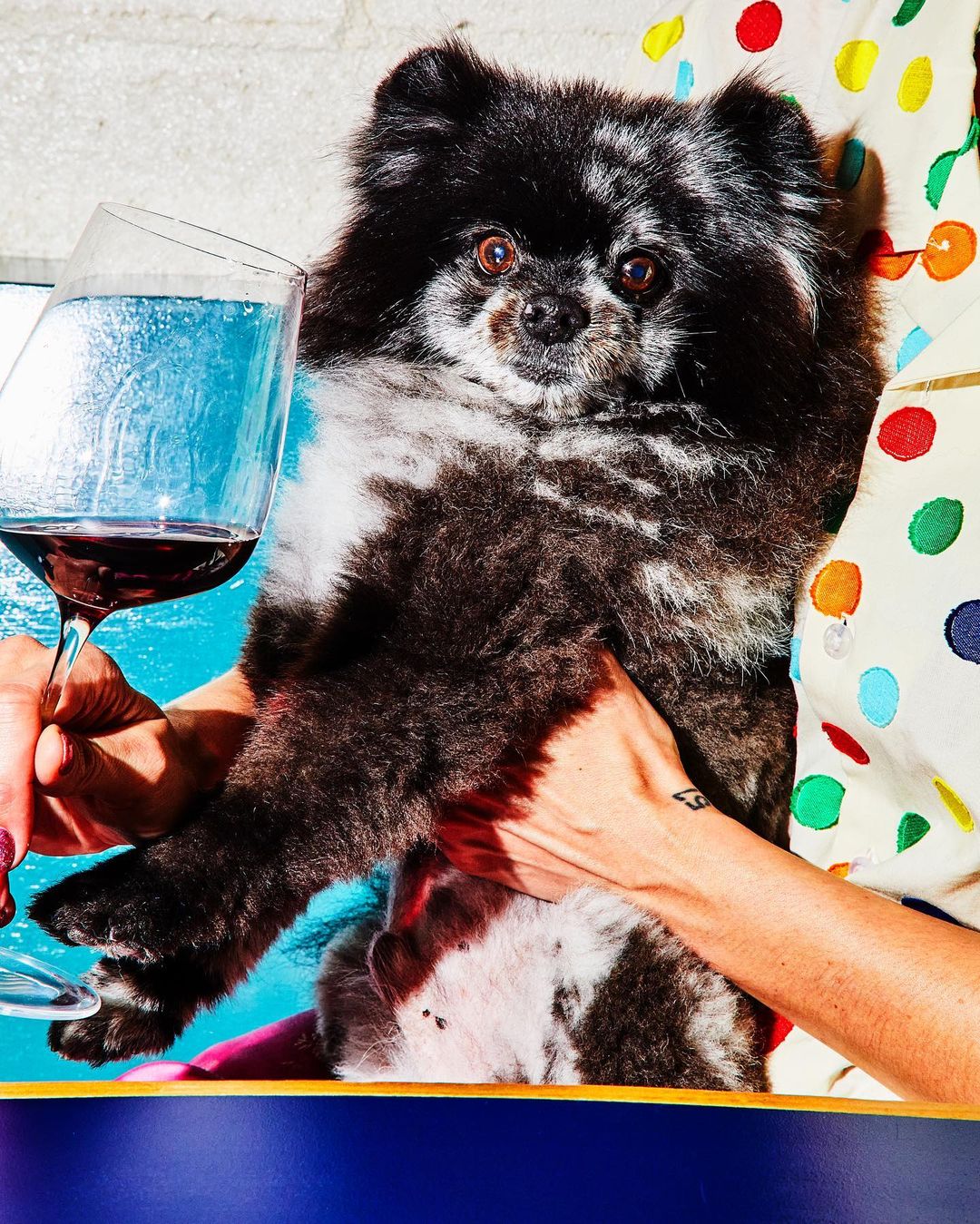 A person holds a fluffy black and white Pomeranian dog next to a glass of red wine, with a polka dot blouse and a pool background.