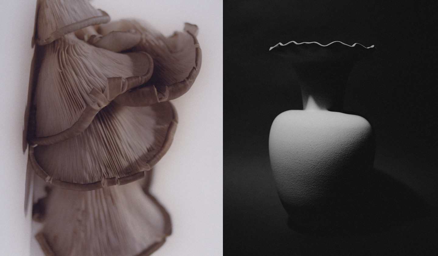Monochromatic still life showcasing oyster mushrooms with their delicate gills on a white surface next to a white vase against a dark backdrop.