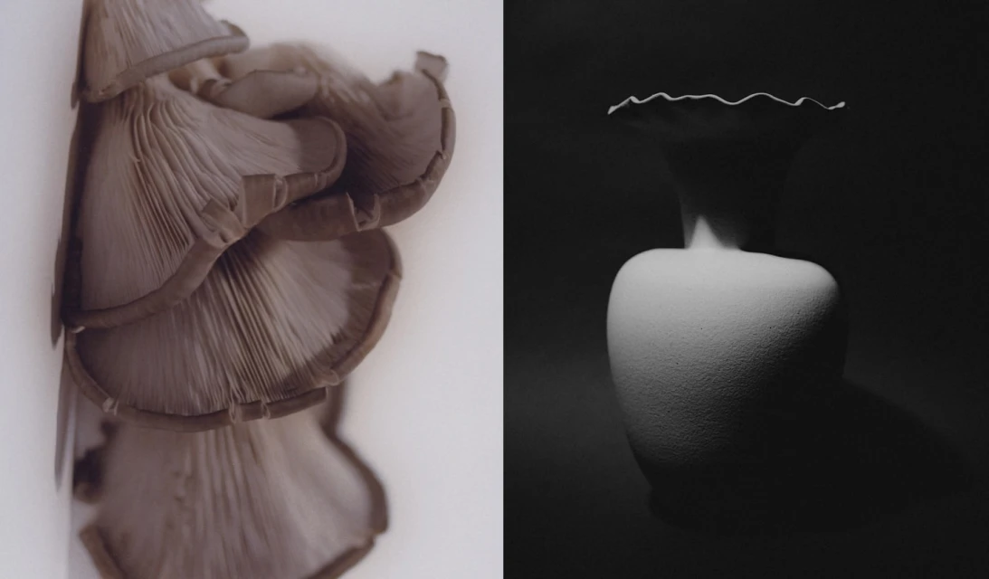 Monochromatic still life showcasing oyster mushrooms with their delicate gills on a white surface next to a white vase against a dark backdrop.