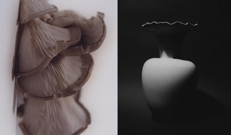 Monochromatic still life showcasing oyster mushrooms with their delicate gills on a white surface next to a white vase against a dark backdrop.