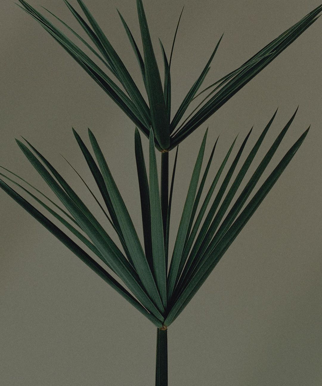 Close-up of papyrus plants featuring vibrant green stems and leaves against a muted background, showcasing nature's elegance and details.