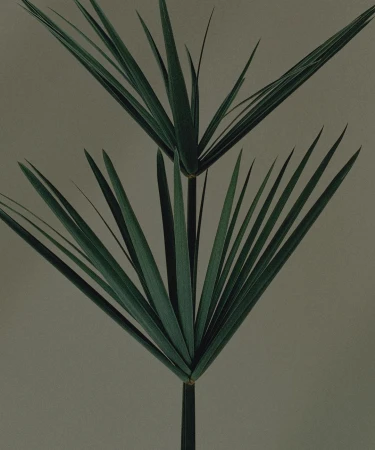 Close-up of papyrus plants featuring vibrant green stems and leaves against a muted background, showcasing nature's elegance and details.