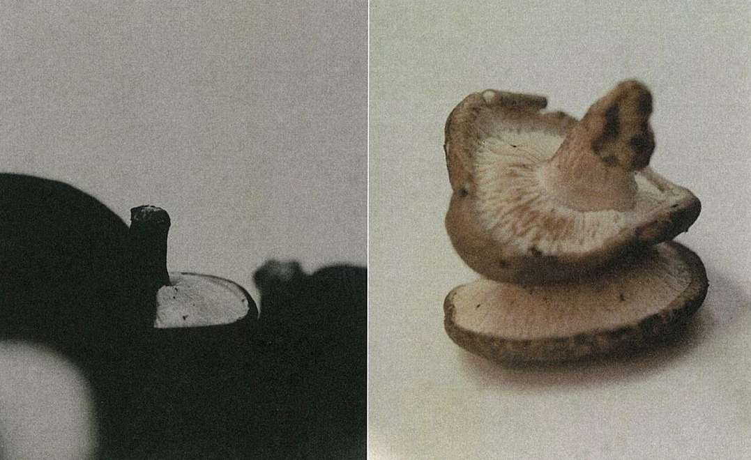 Close-up shot of shiitake mushrooms, showcasing their gills and texture, with a contrast of light and shadow, ideal for culinary or food-related themes.