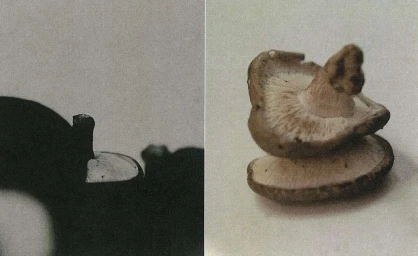 Two distinct photographic panels featuring shiitake mushrooms, with a dark silhouetted mushroom on the left and stacked mushrooms on the right.
