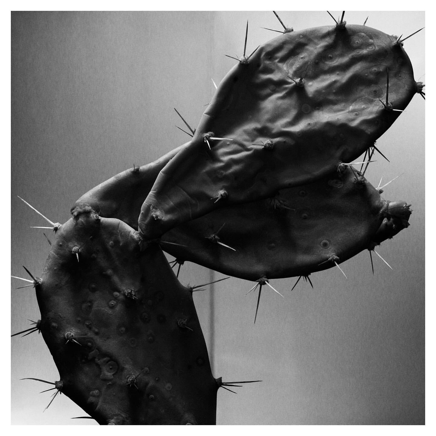 Close-up black and white photo of a prickly pear cactus with sharp spines, set against a neutral background, highlighting its texture.