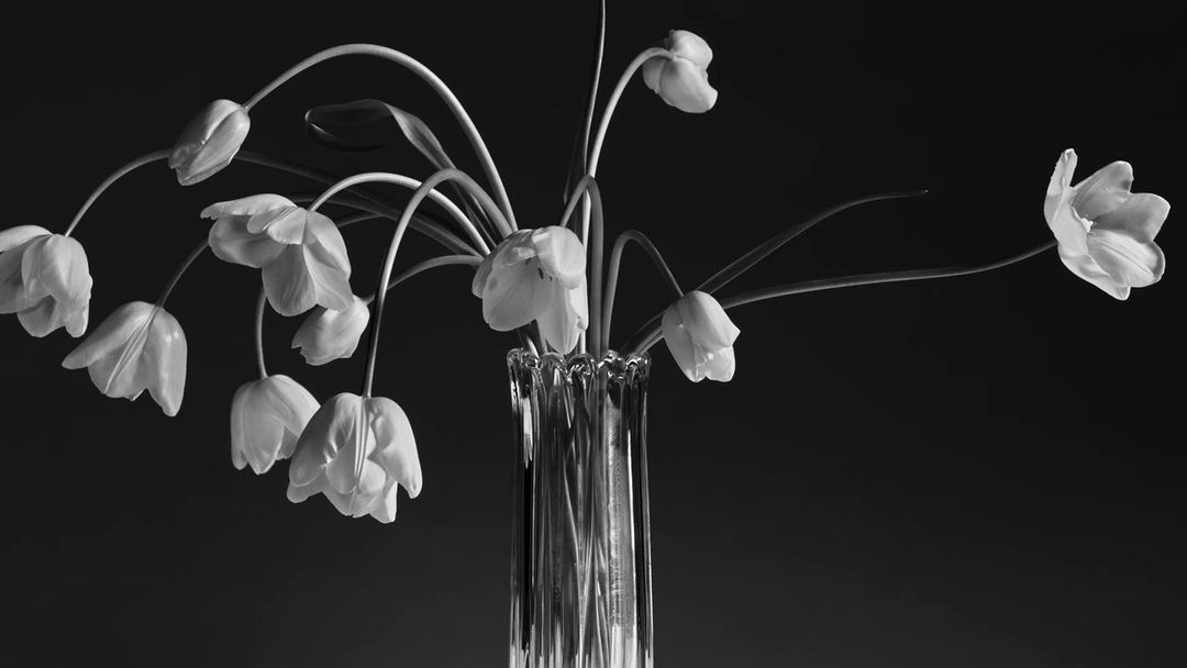 Monochrome still life of a glass vase holding a bouquet of white tulip flowers against a dark background, highlighting floral elegance.