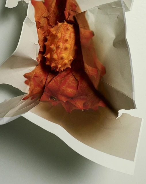 Still life featuring a Kiwano melon partially wrapped in torn white paper against a white surface, highlighting textures and light interplay.